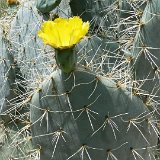 Opuntia robusta 'Cuerva' ex superbospina ©JLcoll.3631.JPG